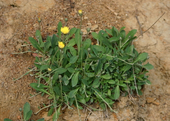 Kleines Habichtskraut (Hieracium pilosella) - © Emanuel Trummer